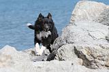 BORDER COLLIE 1576